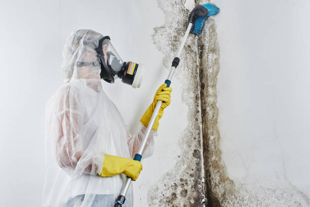 Professional Mold Removal in Marietta Alderwood, WA