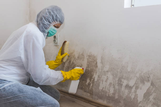 Best Black Mold Removal  in Marietta Alderwood, WA