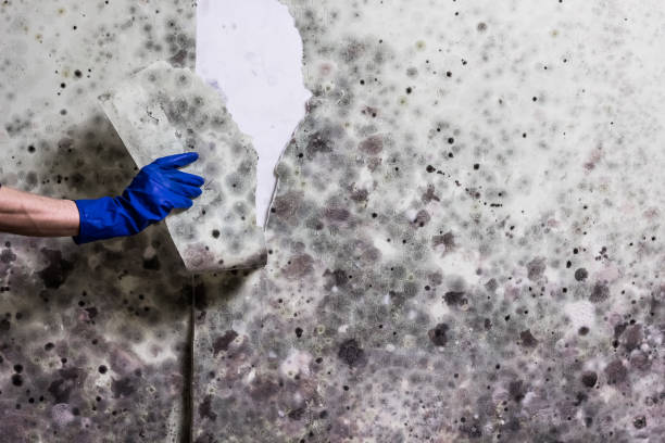 Best Attic Mold Removal  in Marietta Alderwood, WA