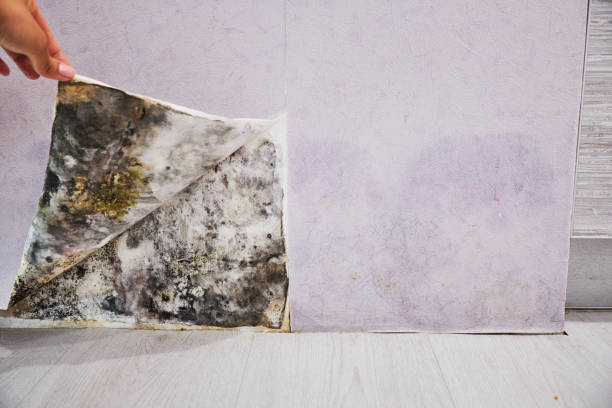 Best Commercial Mold Removal  in Marietta Alderwood, WA